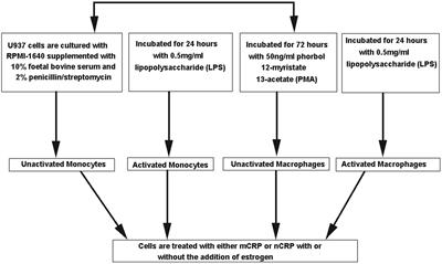 The Effect of C-Reactive Protein Isoforms on Nitric Oxide Production by U937 Monocytes/Macrophages